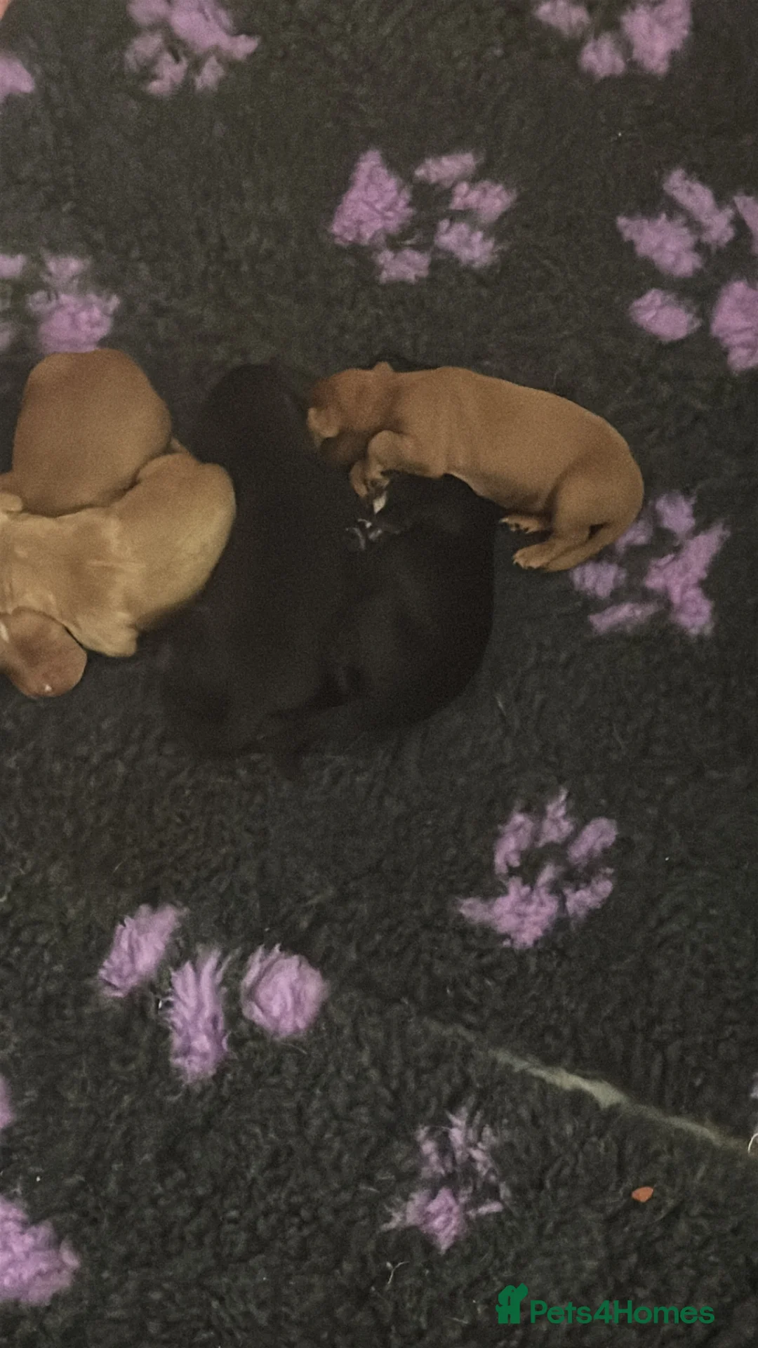 Cocker Spaniel dogs for sale: Cocker spaniel puppy for sale  - Advert 7