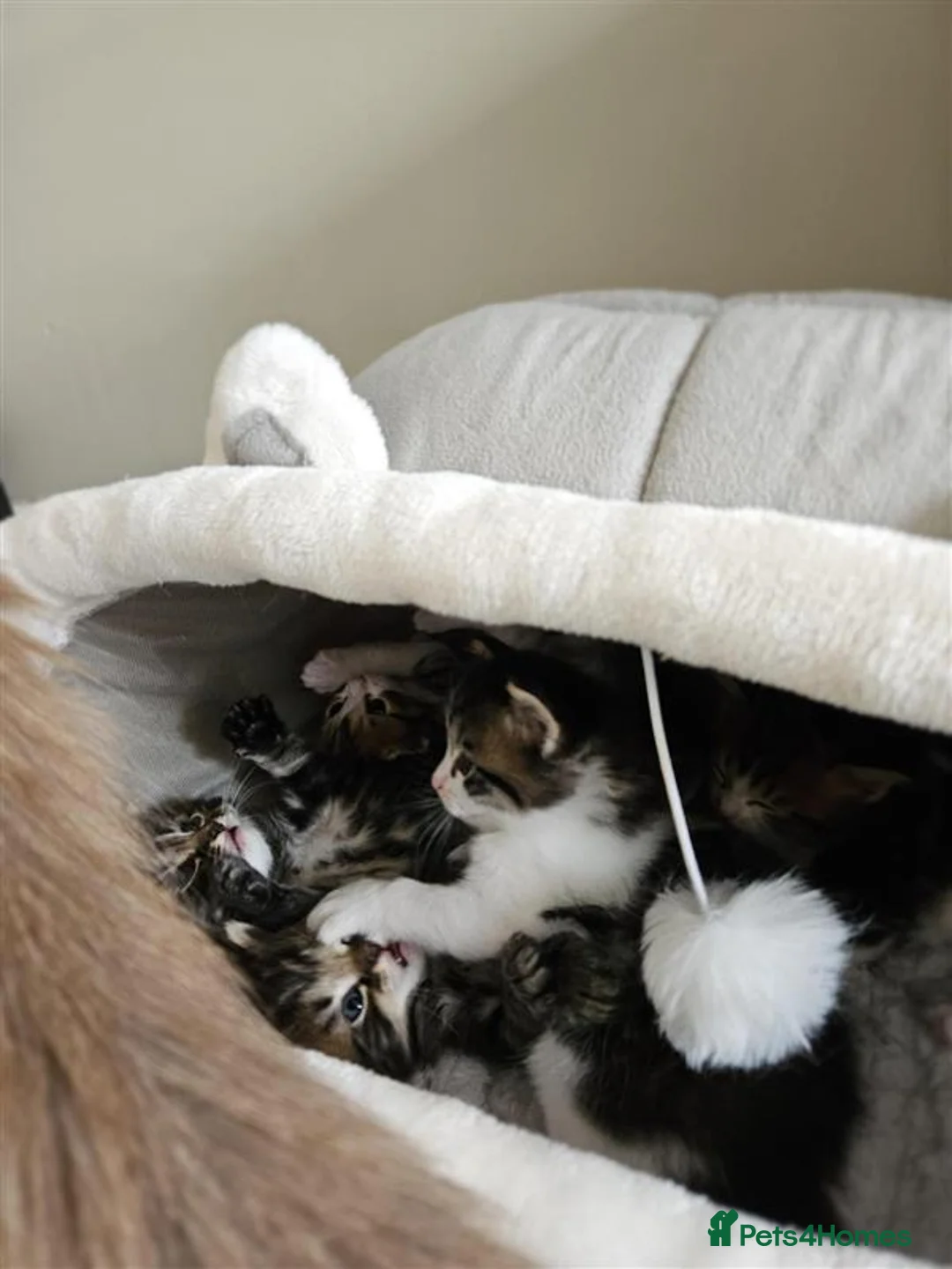 Mixed Breed cats for sale: Kuril- Doll🐾 Tiny Paws Seeking Forever Homes! 🐾 - Advert 1