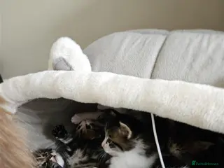 Mixed Breed cats Kuril- Doll🐾 Tiny Paws Seeking Forever Homes! 🐾 in Rainham - Advert 1