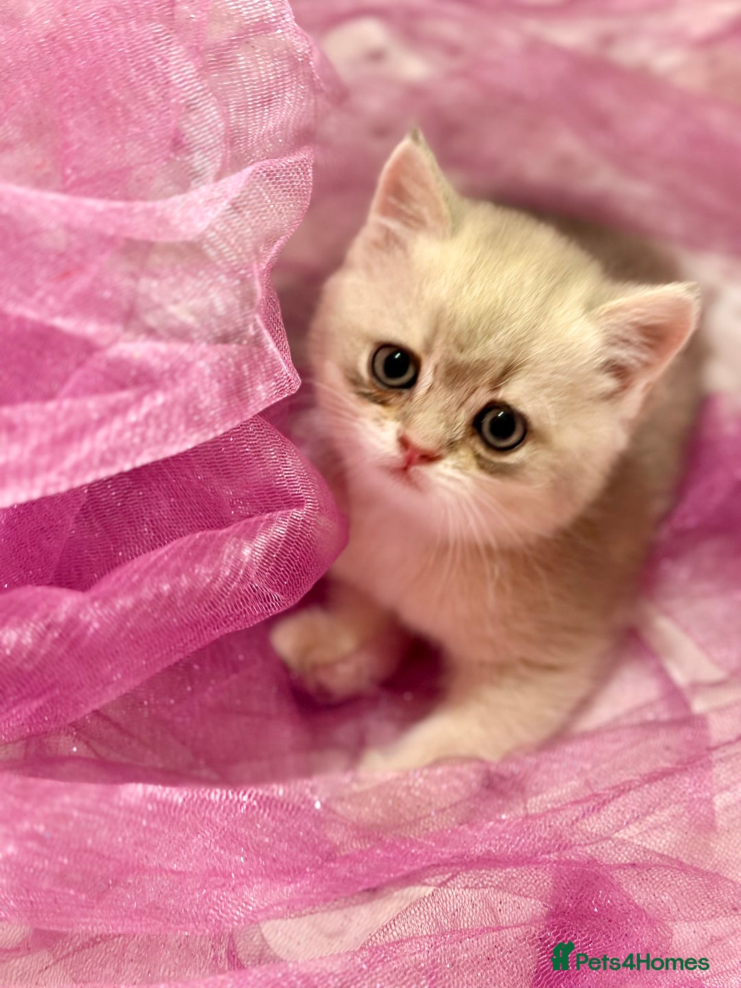 British Shorthair cats for sale: Two Blue Gold Boys  - Advert 17