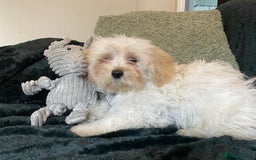Maltipoo dogs for sale: maltipoo puppies for sale  - Image 33