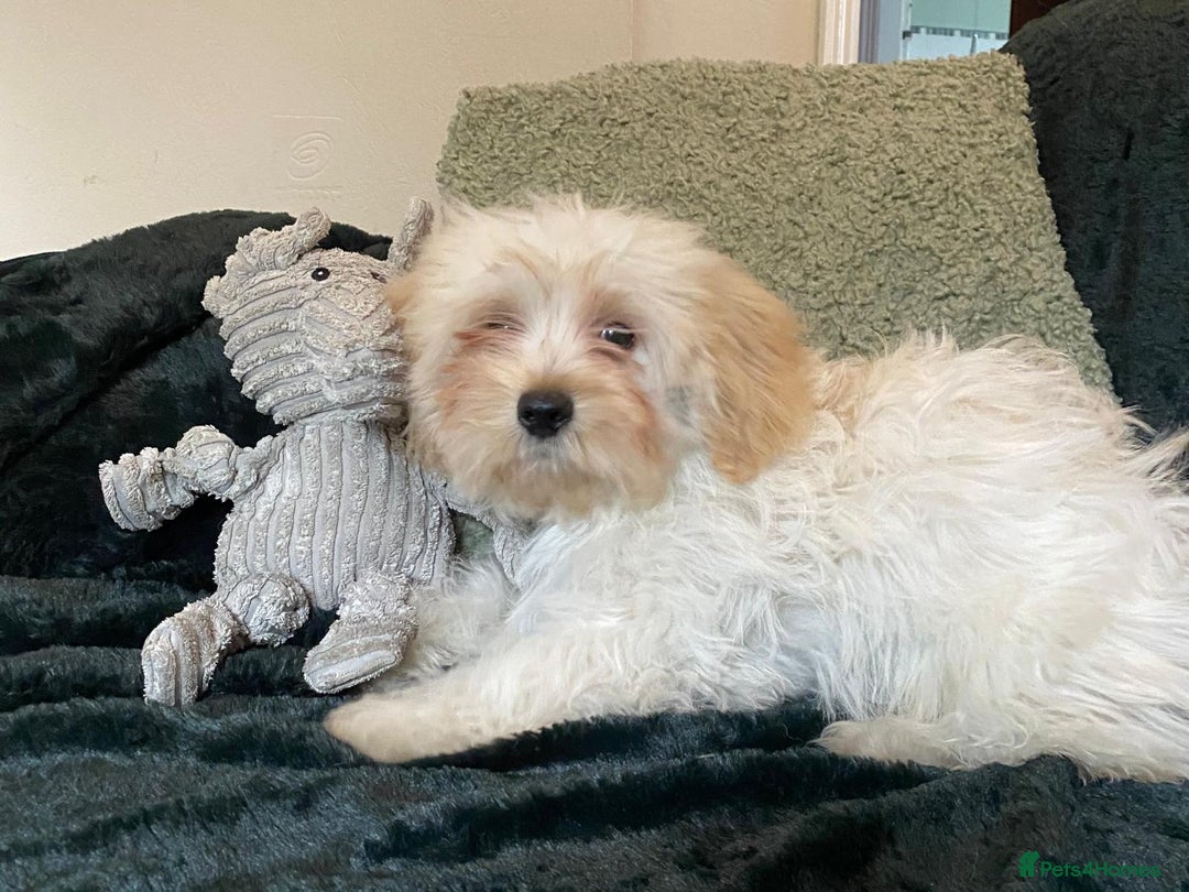 Maltipoo dogs for sale: maltipoo puppies for sale  - Image 33