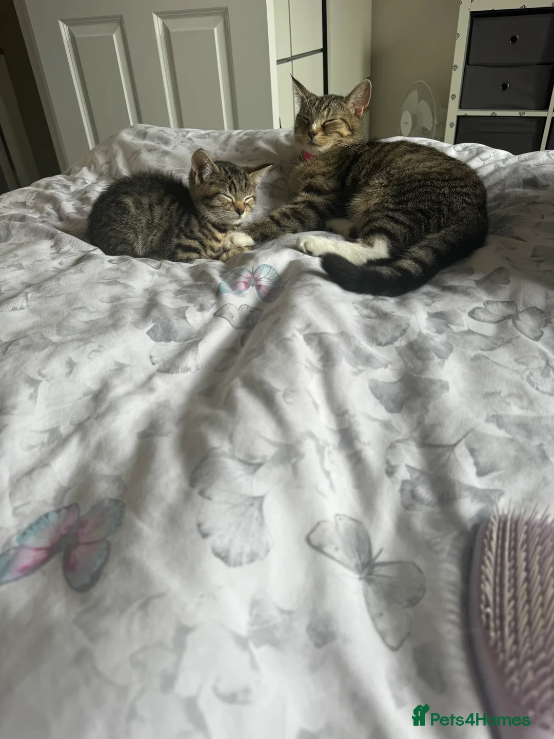 Mixed Breed cats for sale: Tilly our beautiful house cat. - Advert 3