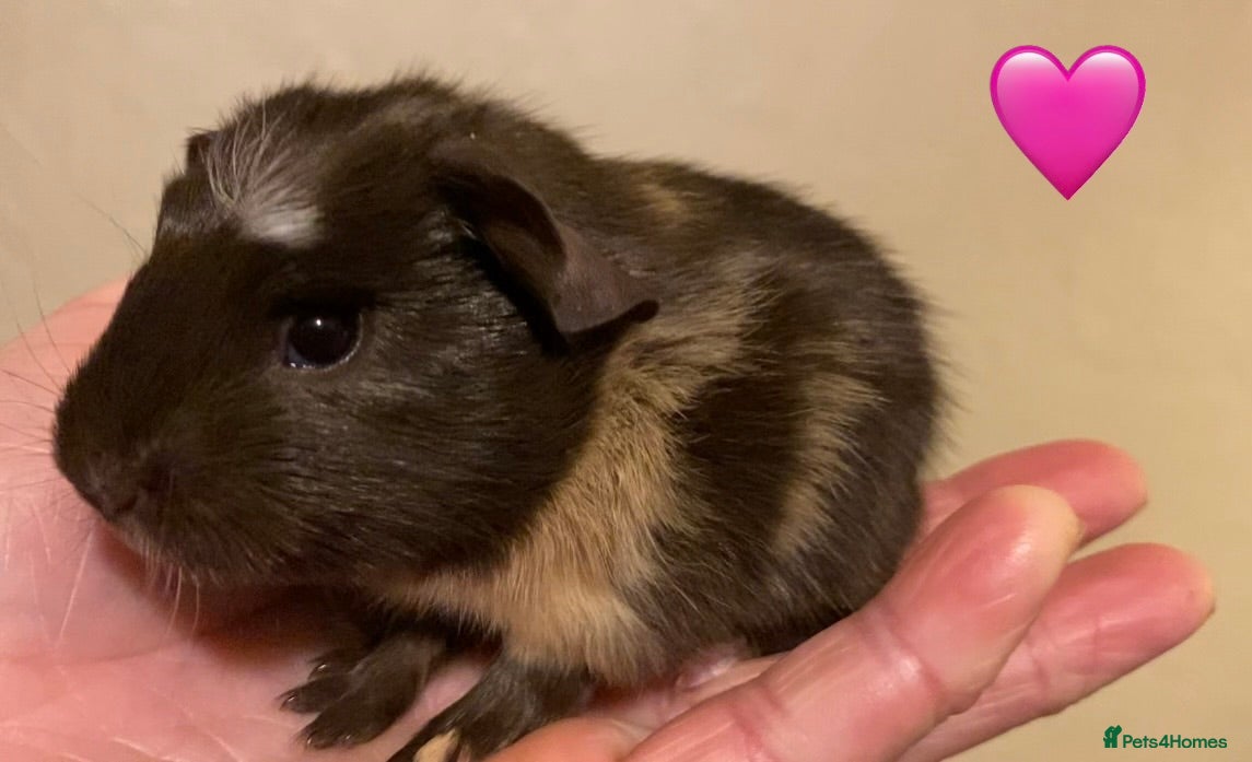 Guinea Pig rodents Gorgeous baby Guinea pigs - Advert 4