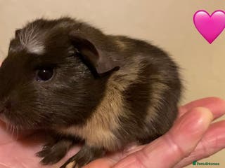 Guinea Pig rodents Gorgeous baby Guinea pigs - Advert 4