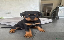 Rottweiler dogs for sale: Stunning Rottweiler Puppies - Image 6