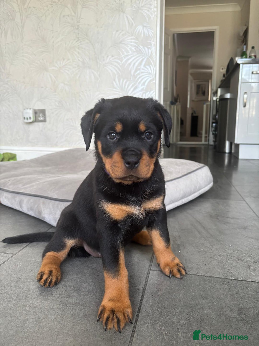 Rottweiler dogs for sale: Stunning Rottweiler Puppies - Image 6