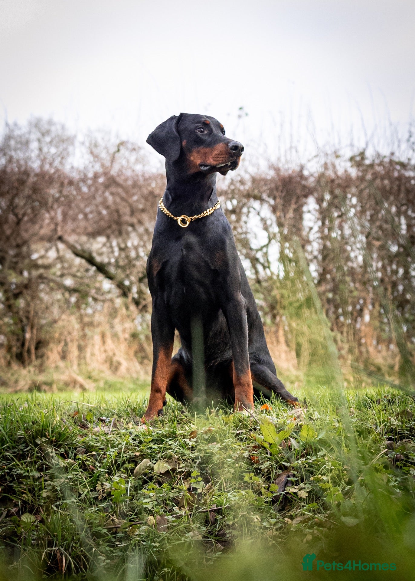 Dobermann dogs DOBERMANN STUD FULLY HEALTH TESTED🩸💦 - Advert 13