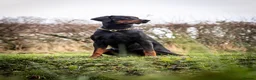 Dobermann dogs for stud: DOBERMANN STUD FULLY HEALTH TESTED🩸💦 in Willenhall - Advert 1