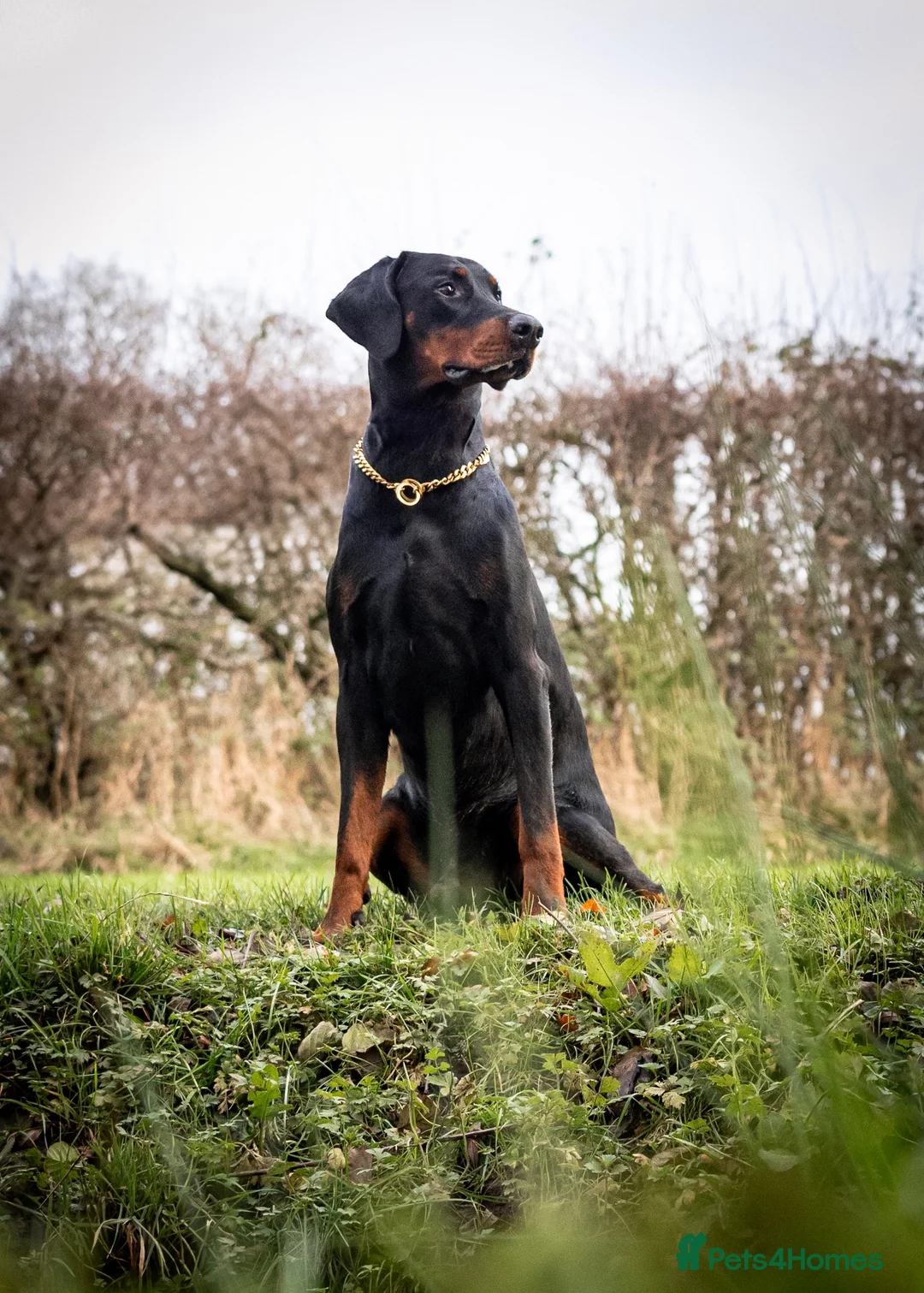 Dobermann dogs for stud: DOBERMANN STUD FULLY HEALTH TESTED🩸💦 in Willenhall - Advert 1