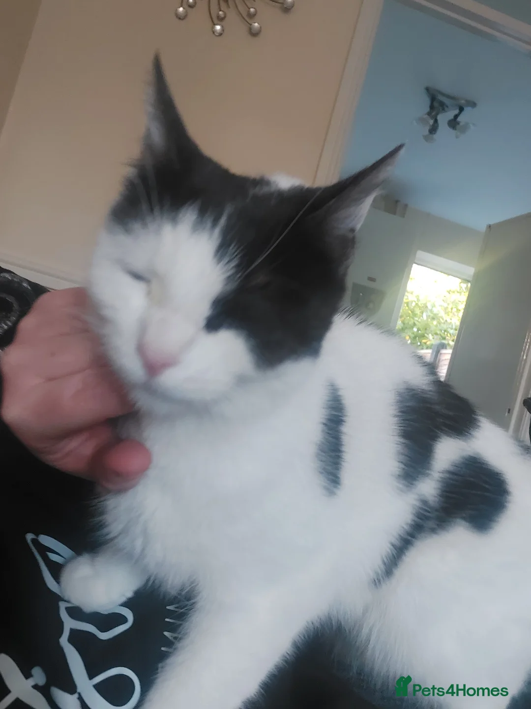 Mixed Breed cats for sale: Free to good homes - Advert 2