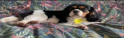 Cavalier King Charles Spaniel dogs for sale: Chocolate carrying Cavalire King Charles spaniels  - Advert 23