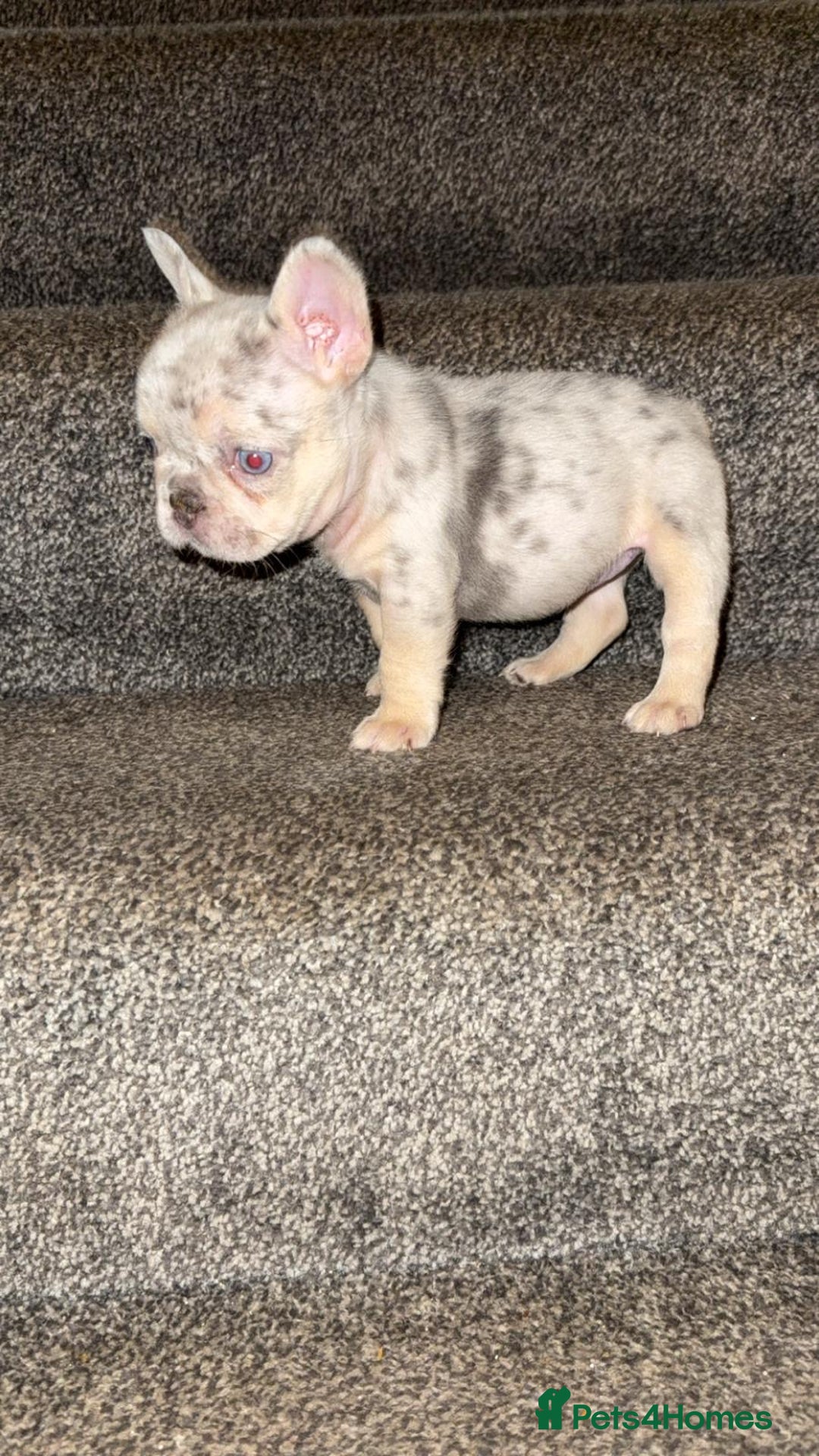 French Bulldog dogs for sale: Fluffy Carrier Girl - Advert 4