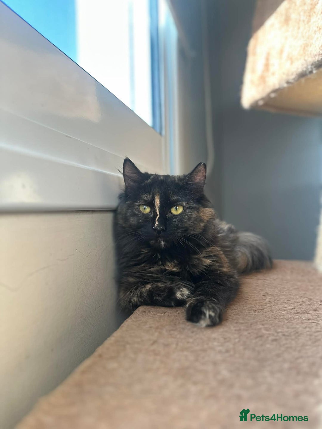 Mixed Breed cats for adoption: Sasha and Nori the fluffy divas - Advert 5