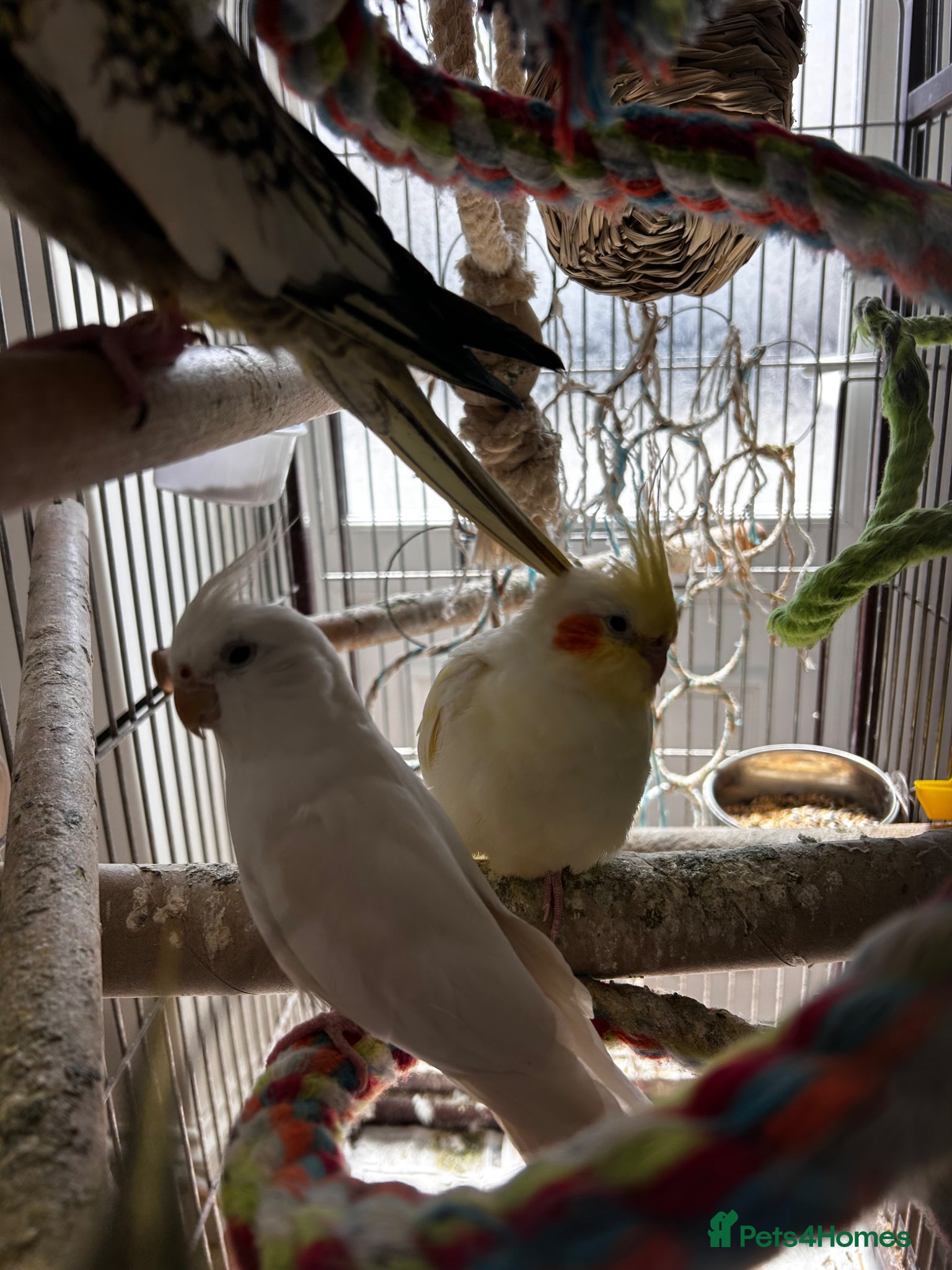 Cockatiels birds Cockatiels  - Advert 1