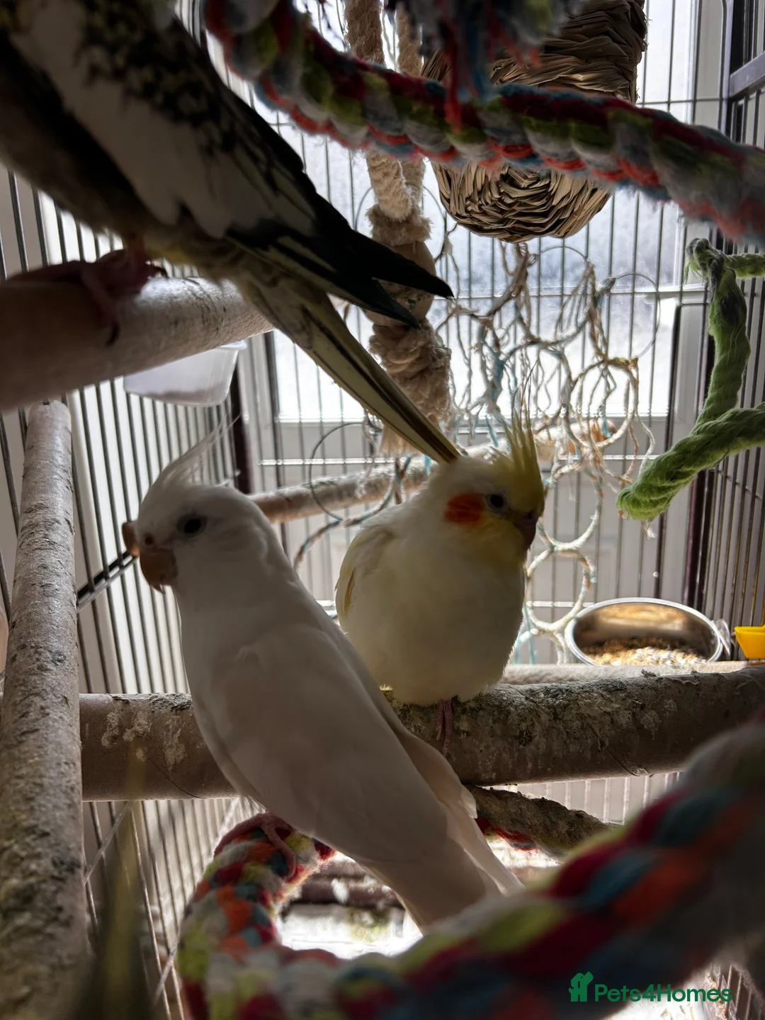 Cockatiels birds for sale: Cockatiels  - Advert 1