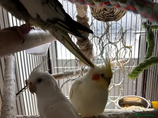 Cockatiels birds Cockatiels - Advert 1