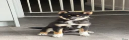 Japanese Shiba Inu dogs for sale: Fabulous baby - Advert 2