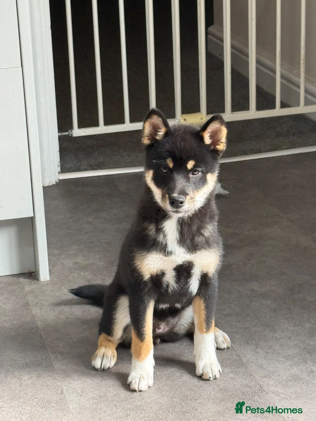 Japanese Shiba Inu dogs for sale: Fabulous baby - Advert 2