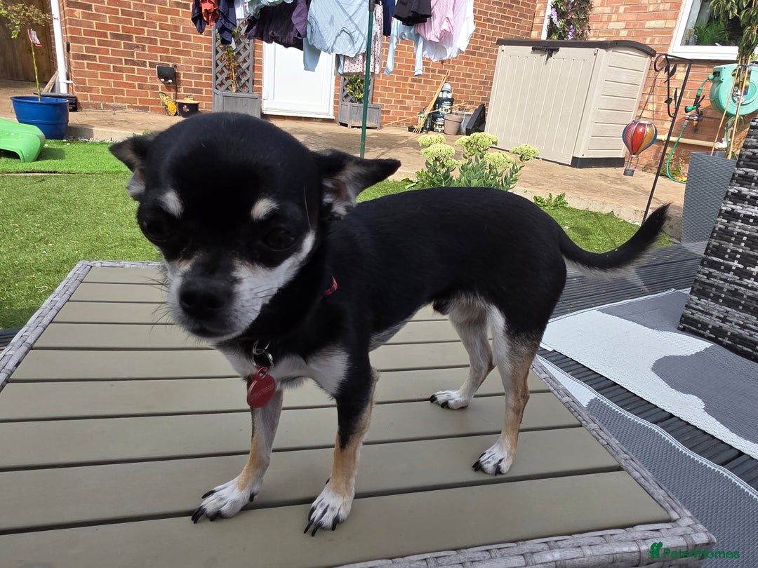 Chihuahua dogs for sale: Seeking a warm lap. - Image 4