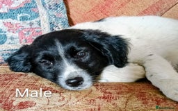 Mixed Breed dogs for sale: Three Springer Spaniel cross Puppies  - Image 8