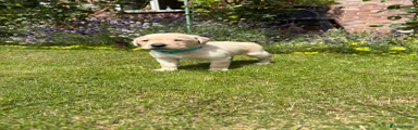 Labrador Retriever 4