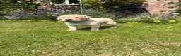 Labrador Retriever dogs for sale: Healthy puppies waiting loved by a new family  in Cheltenham - Advert 9