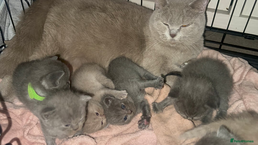 British Shorthair cats for sale: Stunning British Short Hair Kittens - Image 18