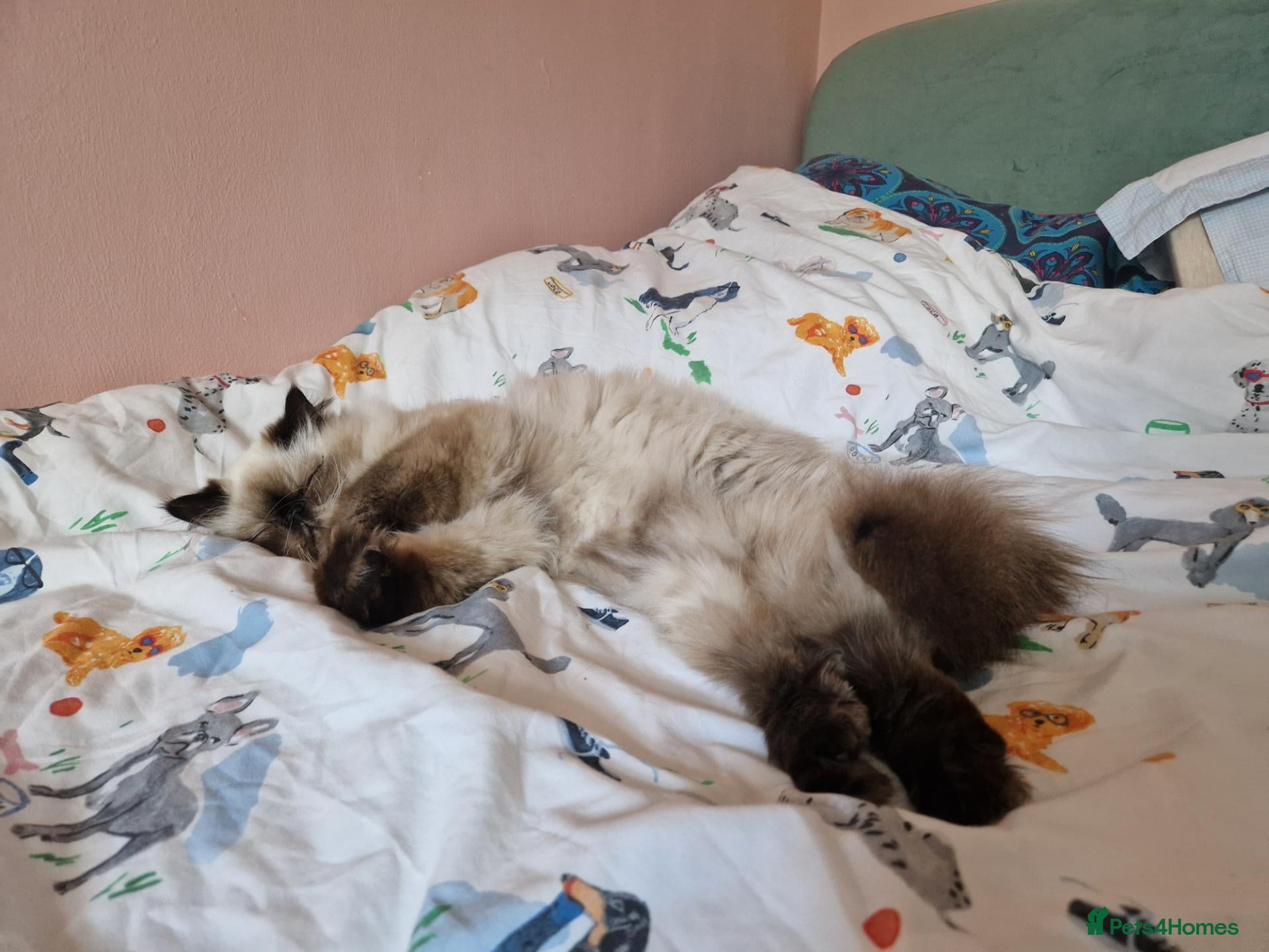 Mixed Breed cats Mixed Persian kittens - Advert 2