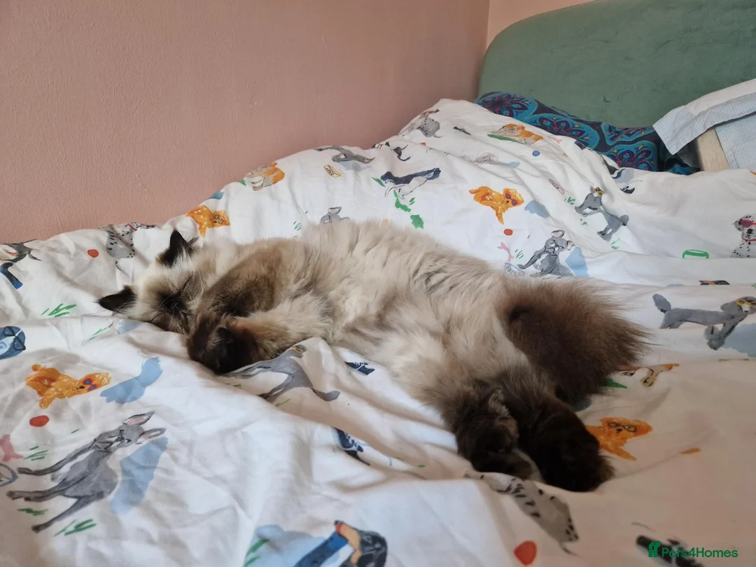 Mixed Breed cats for sale: Mixed Persian kittens - Advert 1