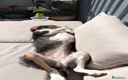 Mixed Breed dogs for adoption: Bonny - playful Griffon for adoption - Image 29