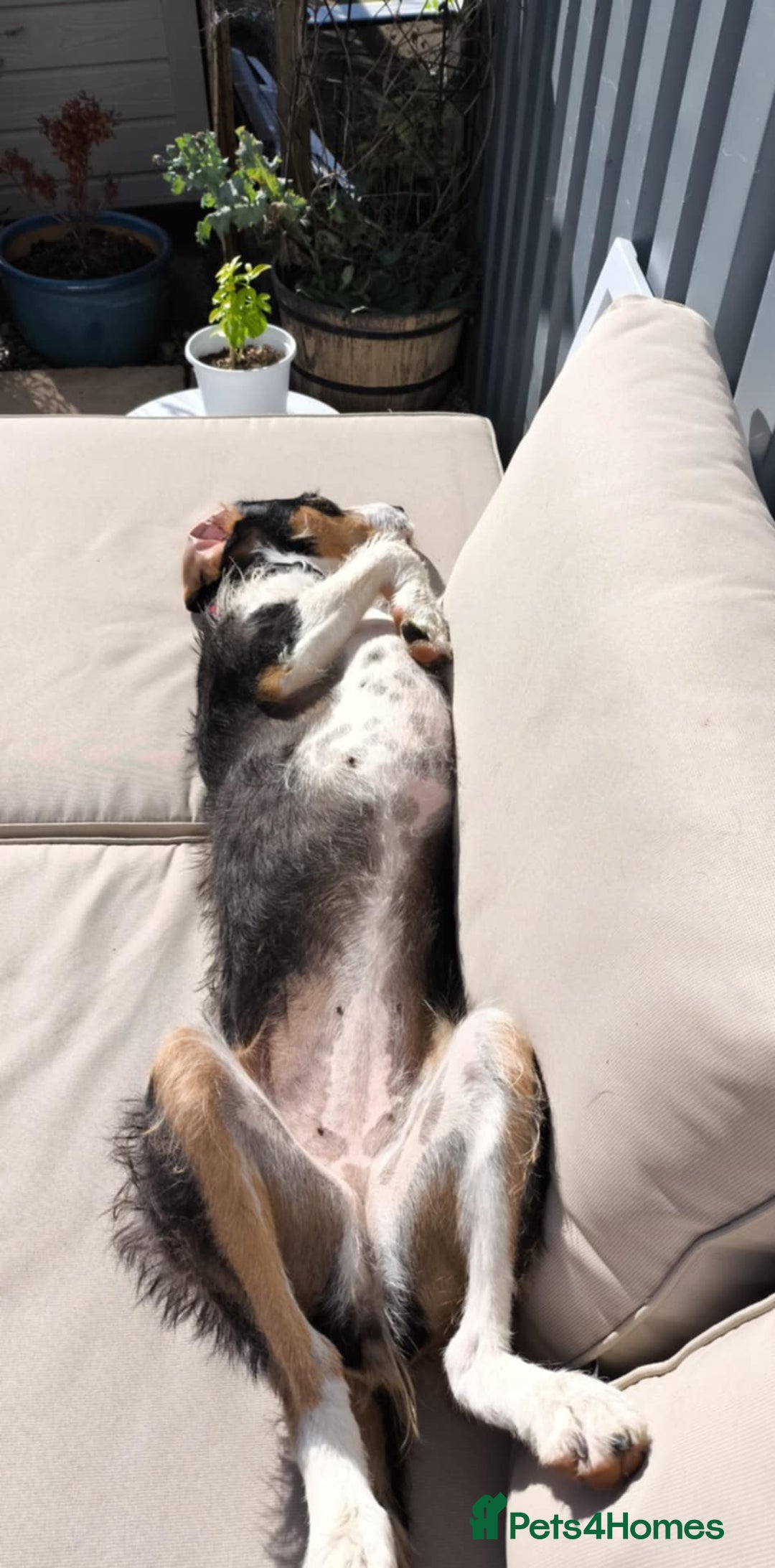 Mixed Breed dogs for adoption: Bonny - playful Griffon for adoption - Image 29