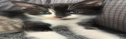 Domestic Shorthair cats for sale: Tabby cat kittens  - Advert 4