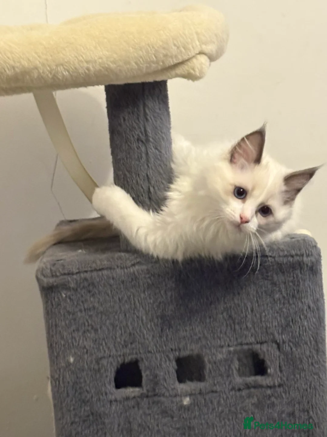 Ragdoll cats for sale: White Female Ragdoll for sale - Advert 12