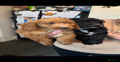 Cockapoo dogs - Advert 14