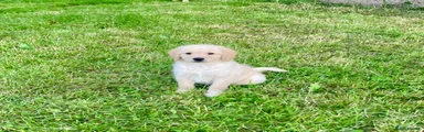 Labradoodle 4