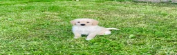 Labradoodle dogs for sale: Labradoodle pups in Alford - Advert 3