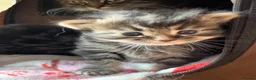 Maine Coon cats for sale: Gorgeous full breed Mainecoon kittens ready may 20 - Advert 27