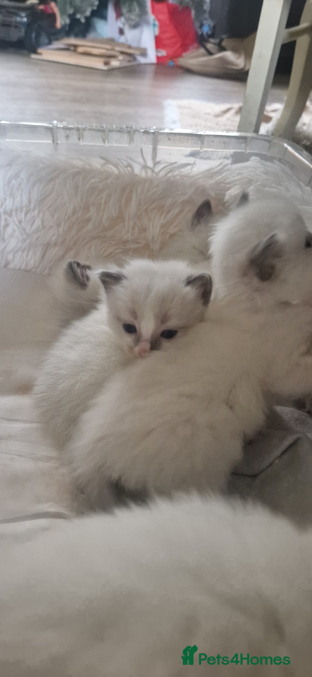 Ragdoll cats for sale: Pure Bred Ragdolls - Advert 13