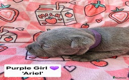 Staffordshire Bull Terrier dogs for sale: Gorgeous Chunky KC Blue Staffy Puppies - Image 4