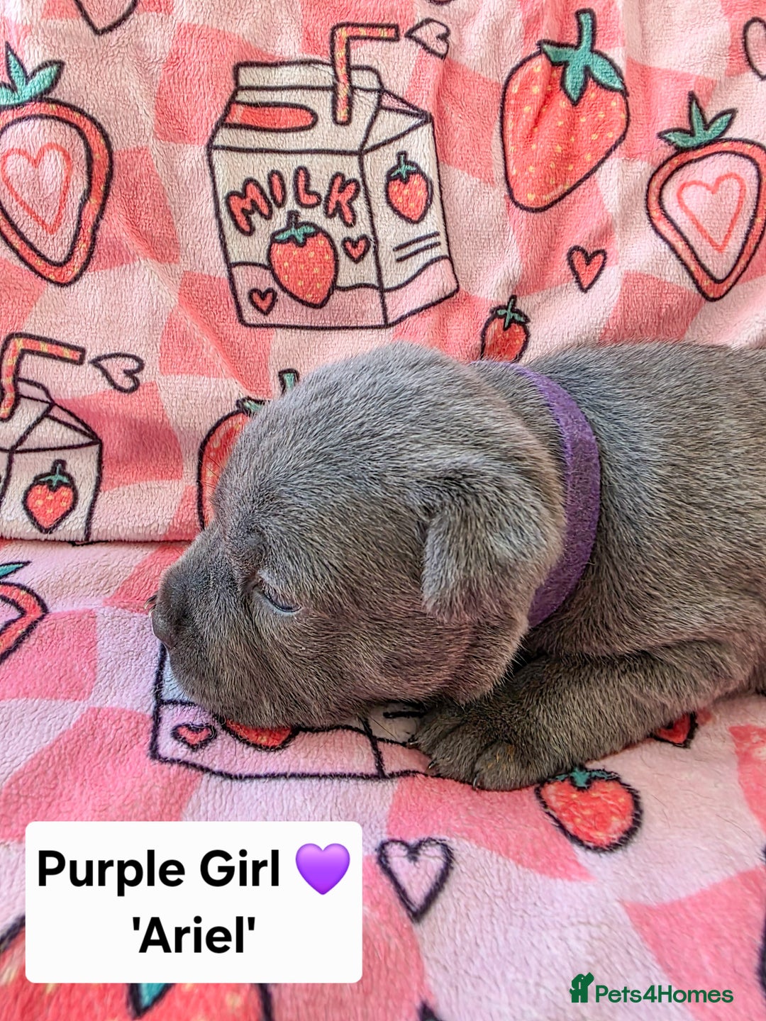 Staffordshire Bull Terrier dogs for sale: Gorgeous Chunky KC Blue Staffy Puppies - Image 4