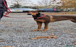 Mixed Breed dogs for adoption: BEAUTIFUL BONNIE  - Image 9