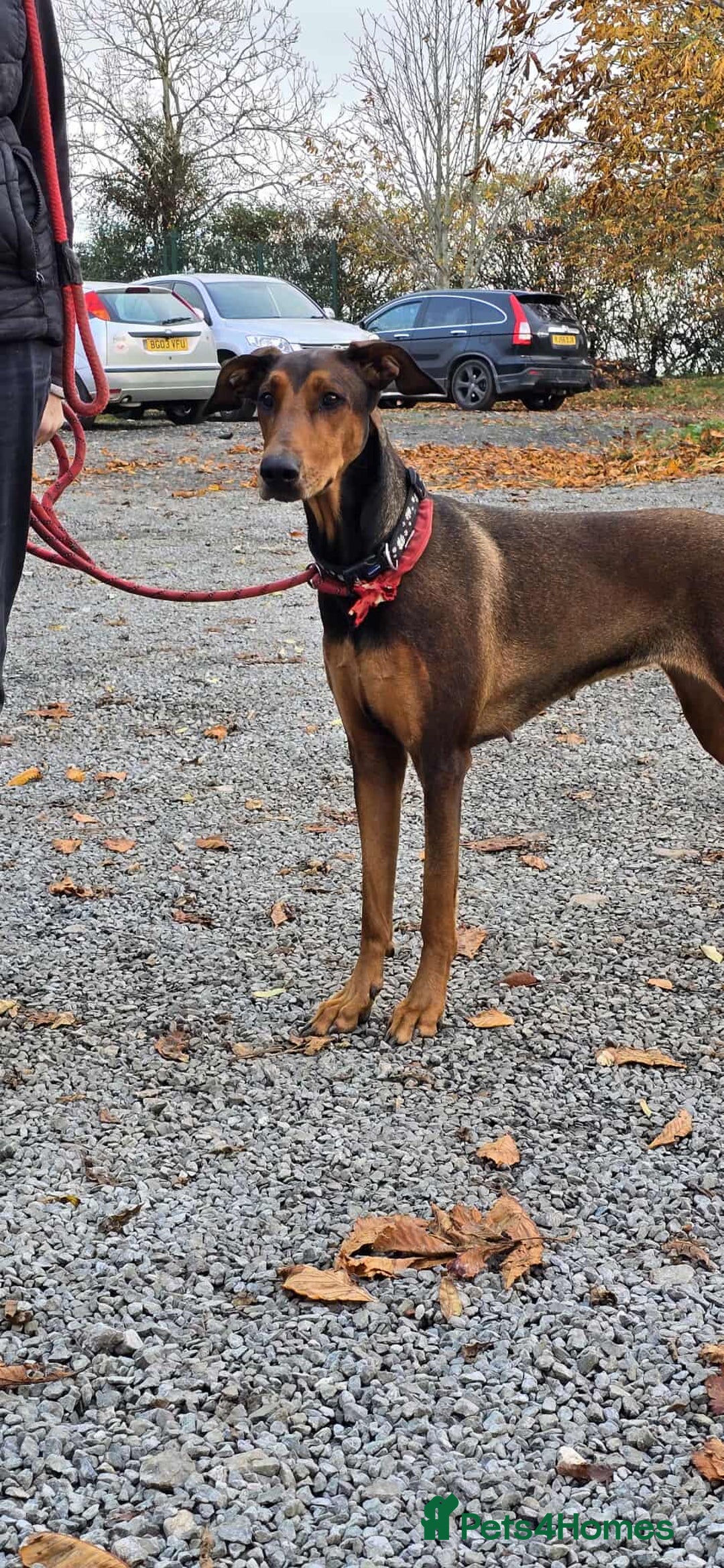 Mixed Breed dogs for adoption: BEAUTIFUL BONNIE  - Image 9