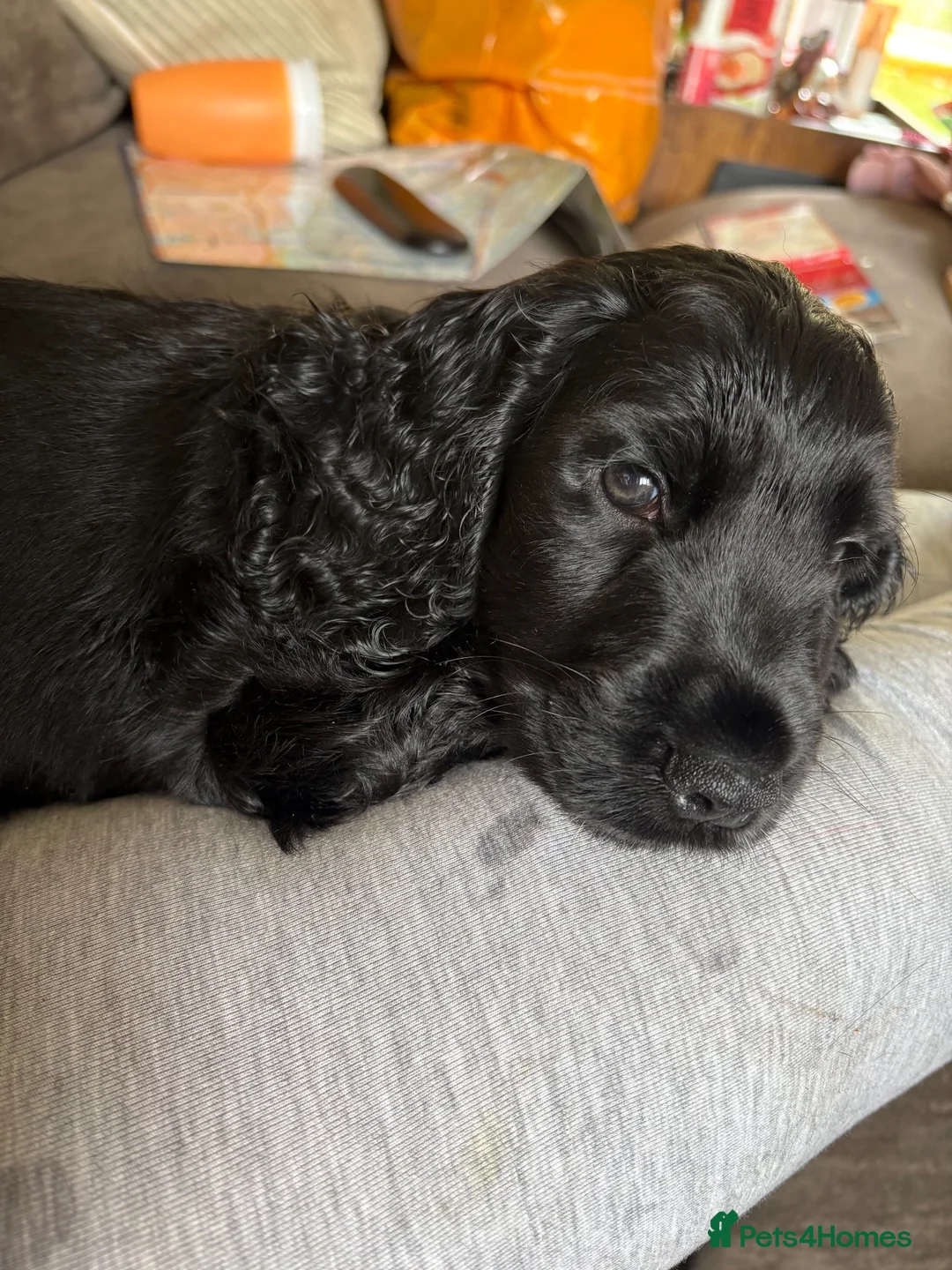Cocker Spaniel dogs for adoption: Puppy for sale  in Henfield - Advert 1