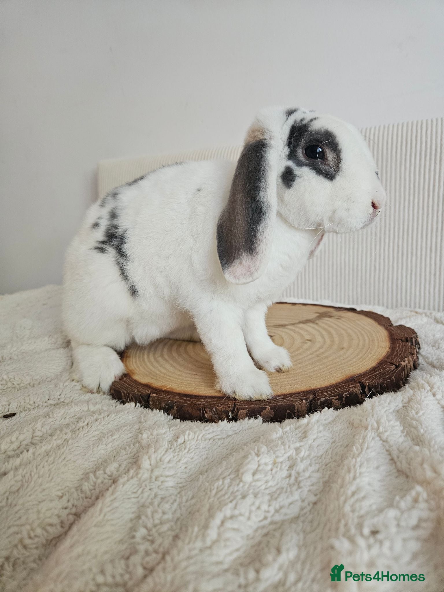 Mini Lop rabbits 4 month Purebred Mini Plush Lops- Suffolk - Advert 2