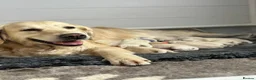 Golden Retriever dogs for sale: Golden retrievers Puppies full health tested &  kc - Advert 2
