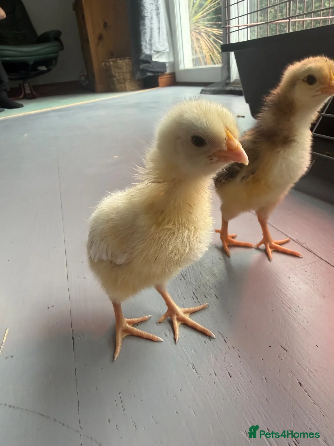 Chickens poultry for sale: Mixed lot of chicks  - Advert 2