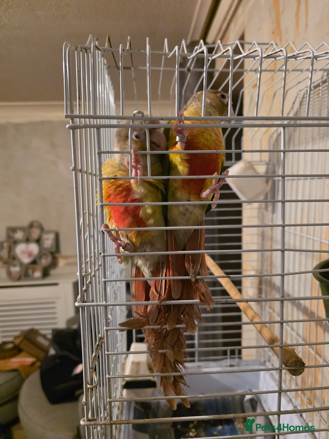 Conures birds for sale: Pineapple conure  in Hull - Advert 2