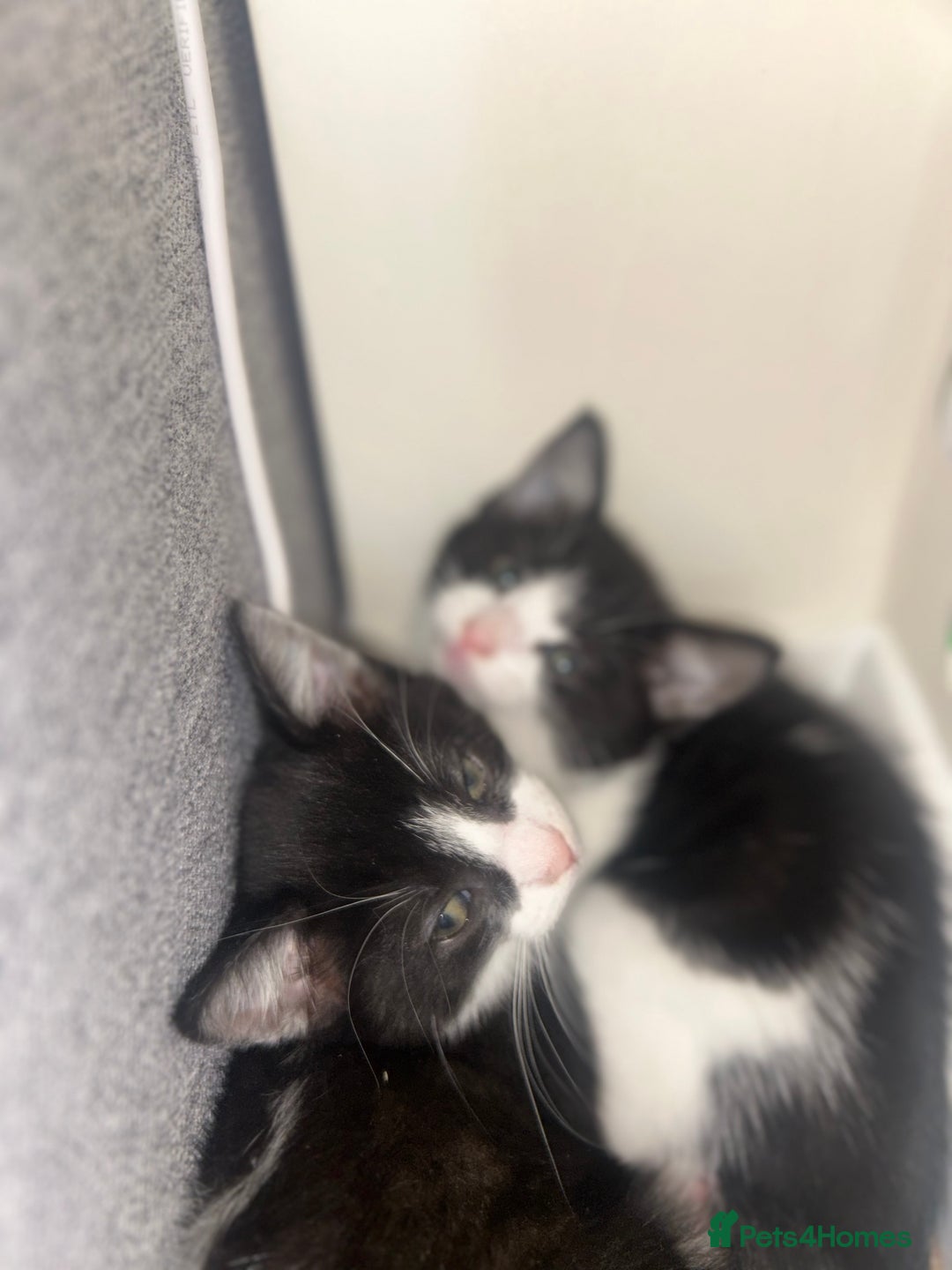 Ragdoll cats for sale: Two sisters 10 weeks old - Image 4