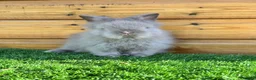 Lionhead rabbits for sale: Beautiful Double Maned Lionheads - Advert 5